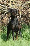 DOBERMANN 035